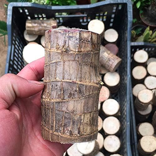 WoodlandNook - Miniterrarium til frisk luft og positiv energi