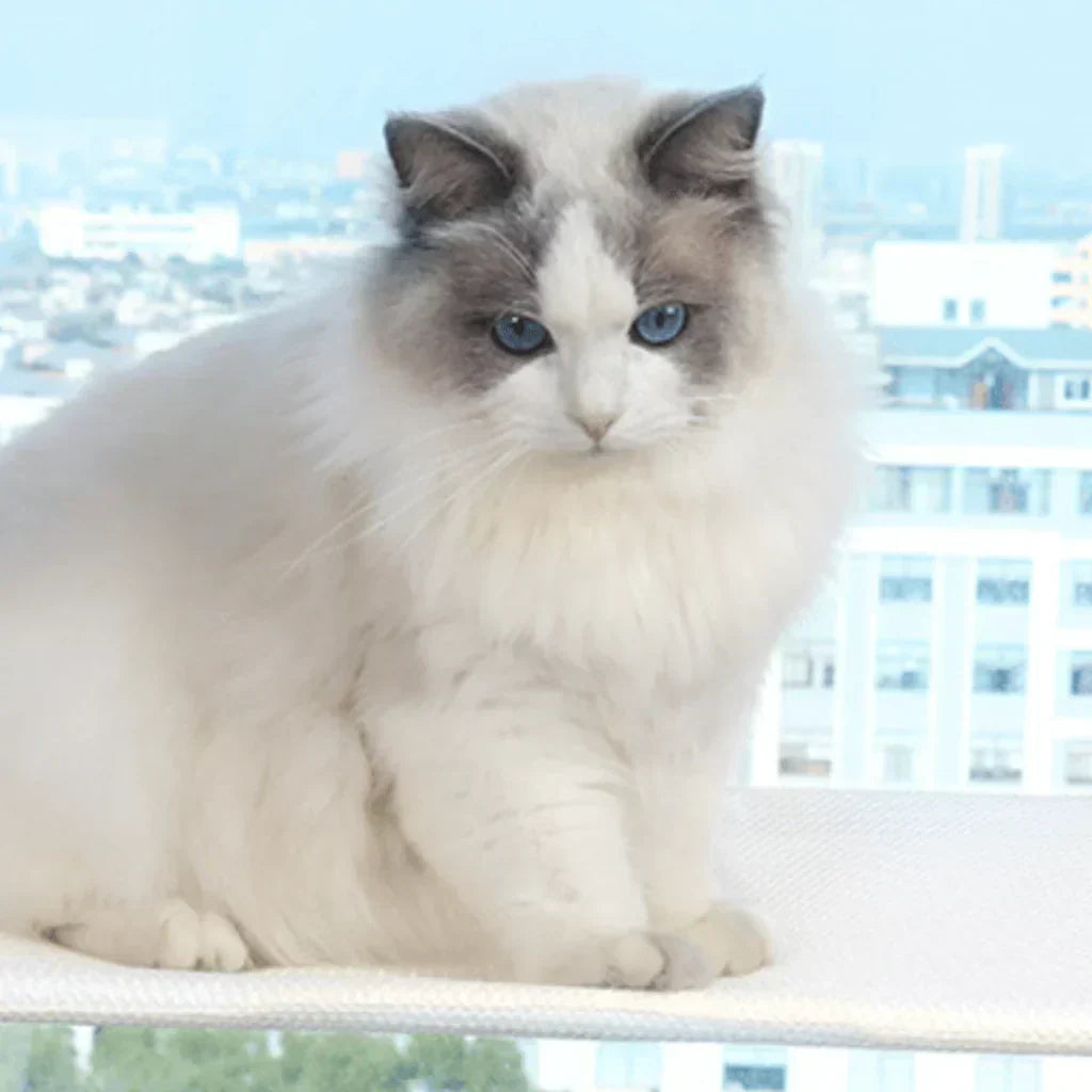 Zusammenklappbare Fensterhängematte für Katzen mit abnehmbarem Bezug und stabiler Halterung